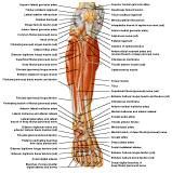 Anatomie: heup,bovenbeen,knie,onderbeen,enkel,voet,acetabulum,collum femoris,trachanter,femur,epicondyl,meniscus,kruisband,cruciate ligament,patella,knieschijf,tibia,fibula,malleolus,talus,calcaneus,tarsus,metatarsus,phalanx,falanx,quadriceps femoris,rectus femoris,sartorius,tensor fasciae latae,tractus iliotibialis,biceps femoris,gastrocnemius,semimembranosus,semitendinosus,soleus,suralis,vena saphena parva,vena saphena magna,sciatic,ischiadicus,peronea